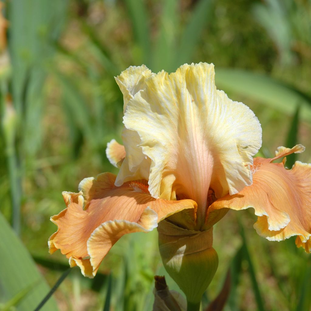 Iris germanica English Charm - Giaggiolo paonazzo