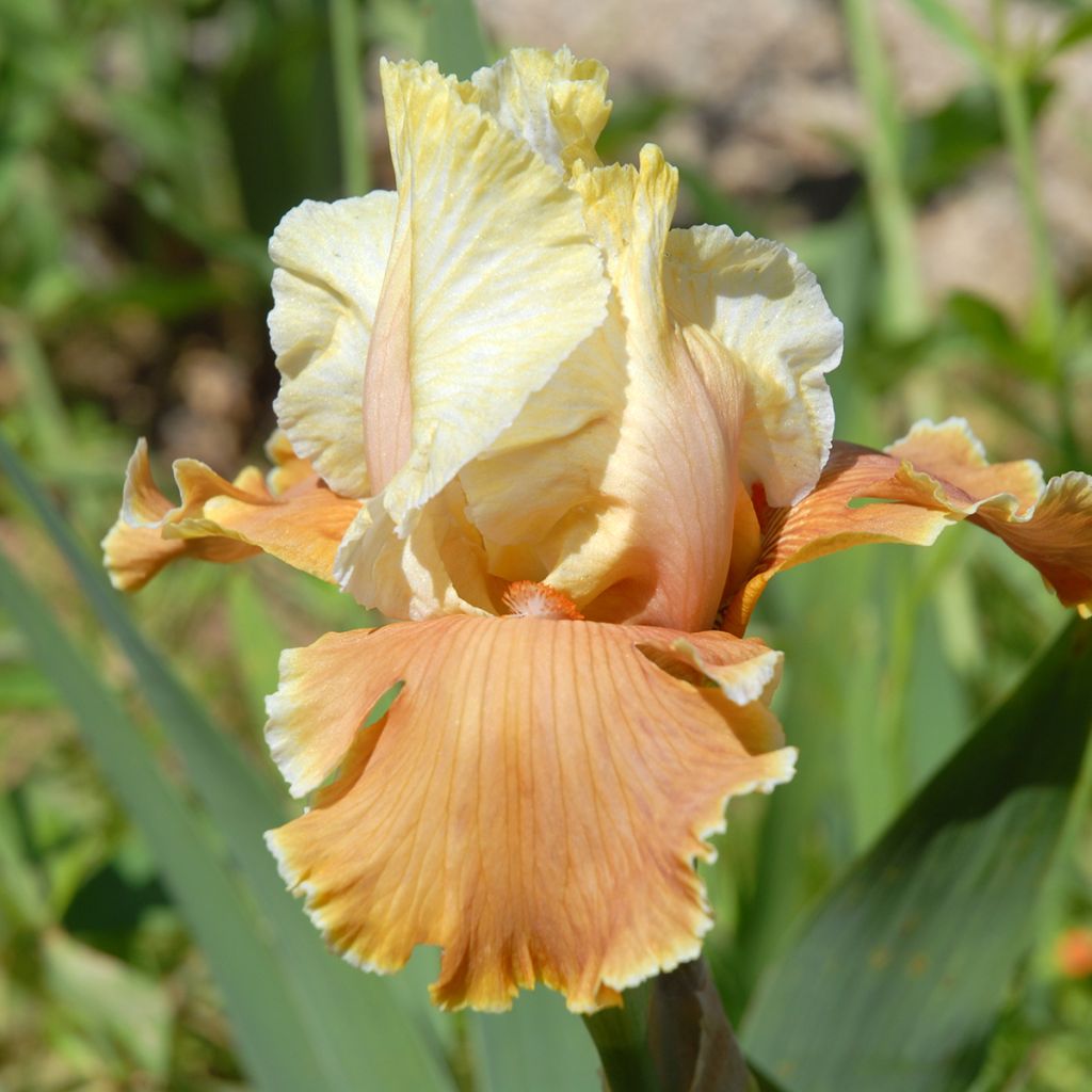 Iris germanica English Charm - Giaggiolo paonazzo