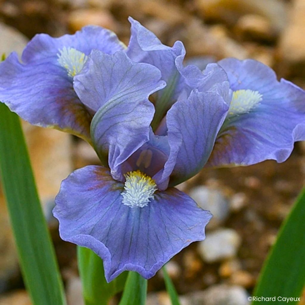 Iris germanica Fib - Giaggiolo nano