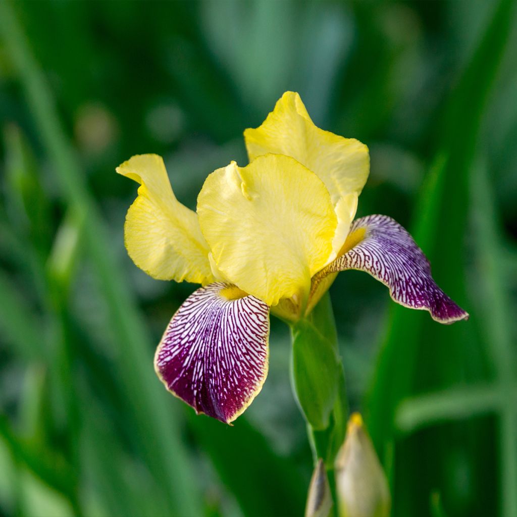 Iris germanica Flaming Dragon - Giaggiolo paonazzo