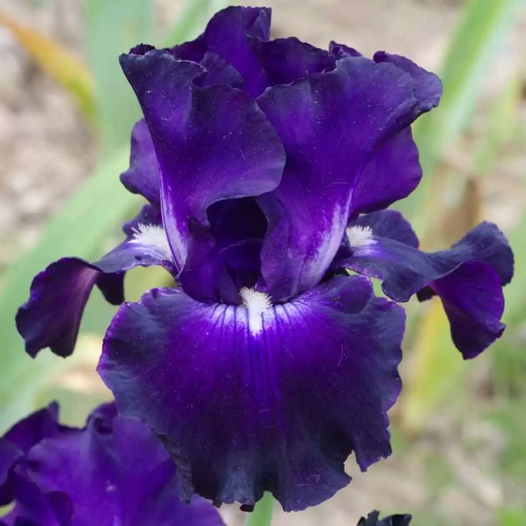 Iris germanica Full Impact - Giaggiolo paonazzo