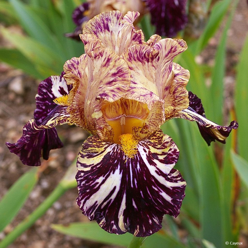 Iris germanica Grape Snakez - Giaggiolo paonazzo