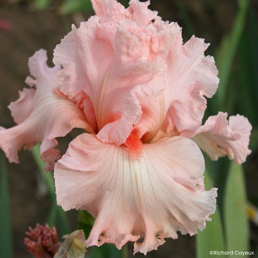 Iris germanica Happenstance - Giaggiolo paonazzo