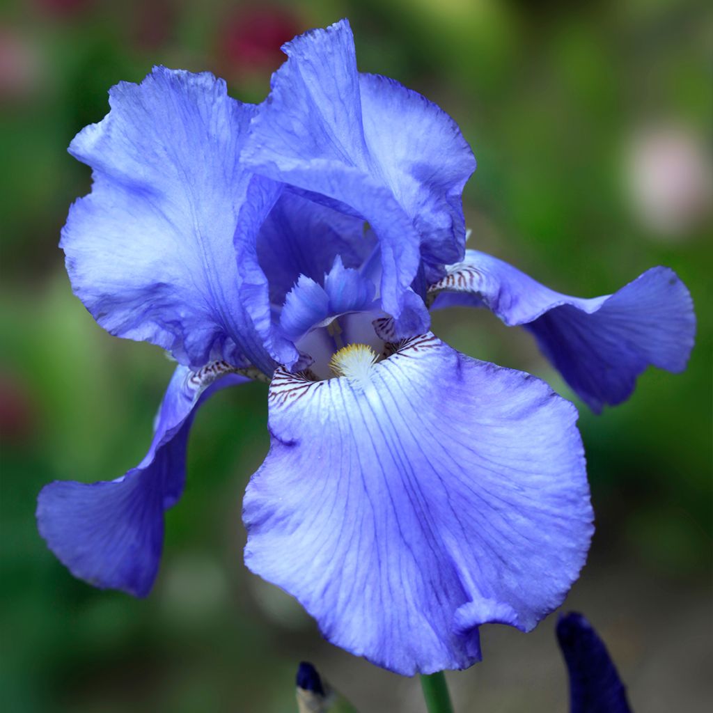 Iris germanica Heure Bleue - Giaggiolo paonazzo