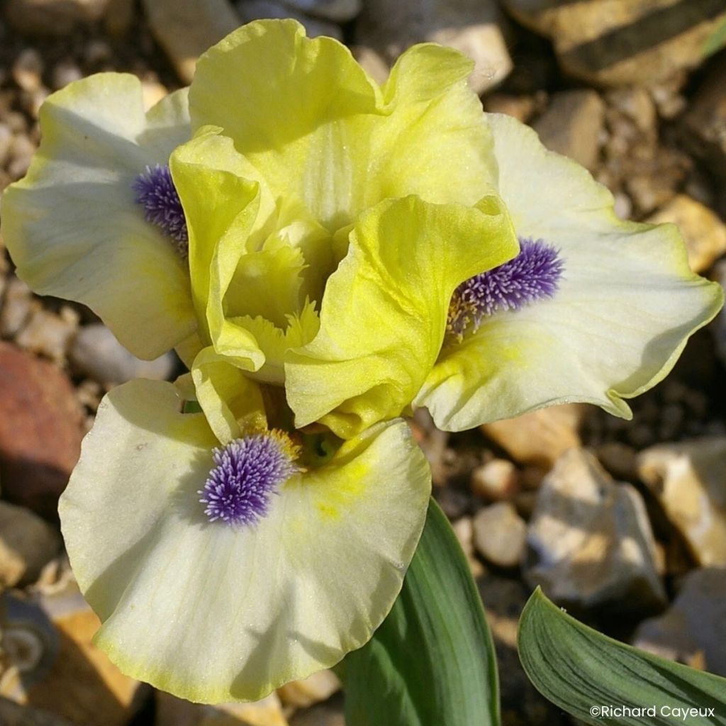 Iris germanica Island Sun - Giaggiolo nano