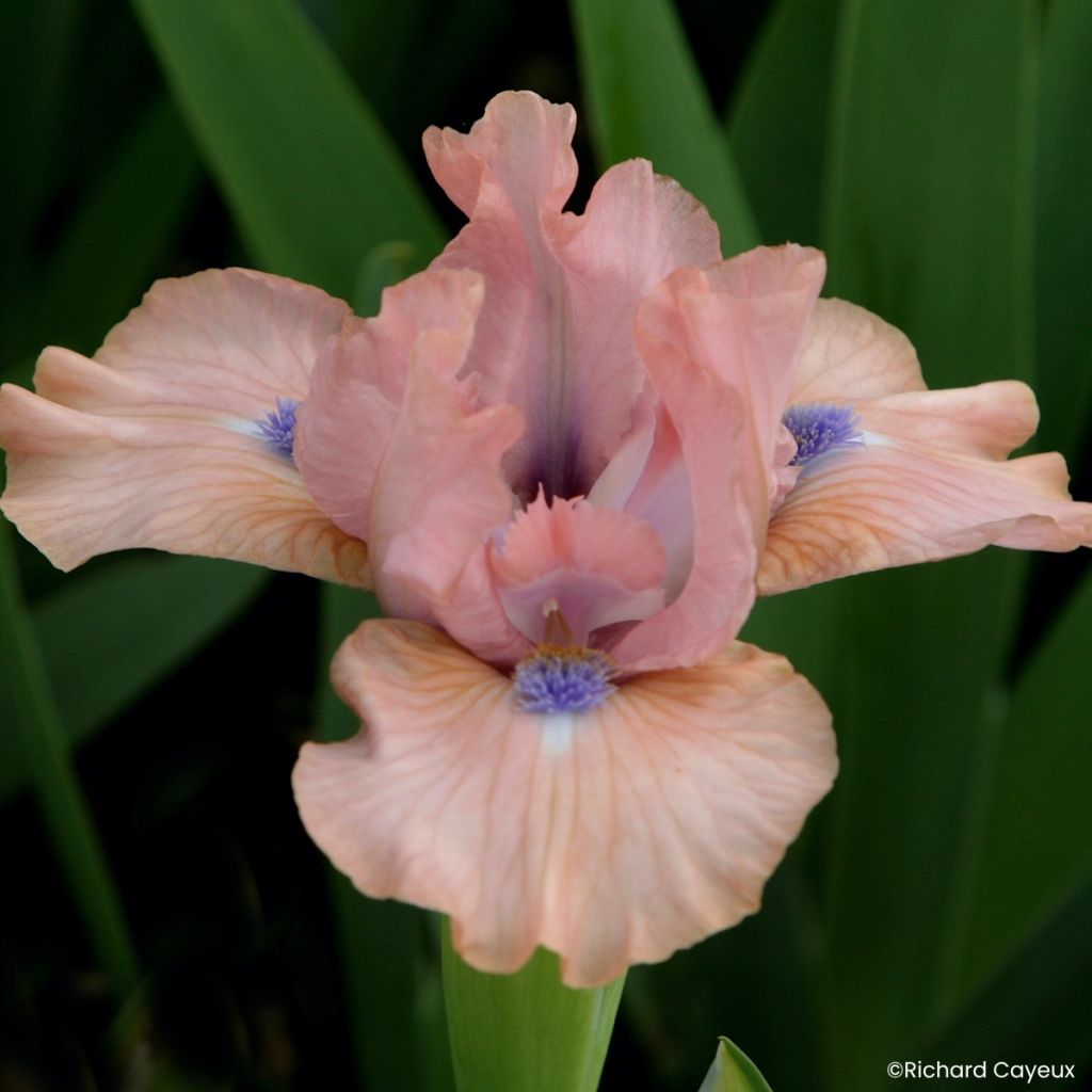 Iris germanica It’s Amazing - Giaggiolo nano