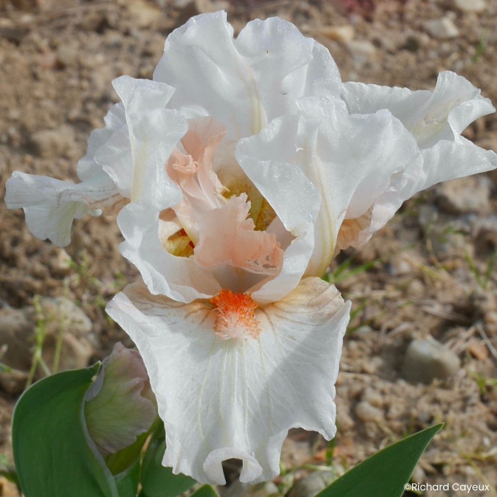 Iris germanica It’s A Small World - Giaggiolo nano