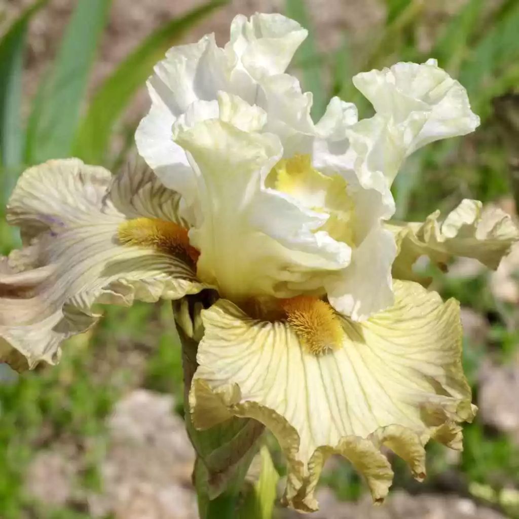Iris germanica Leonin - Giaggiolo paonazzo