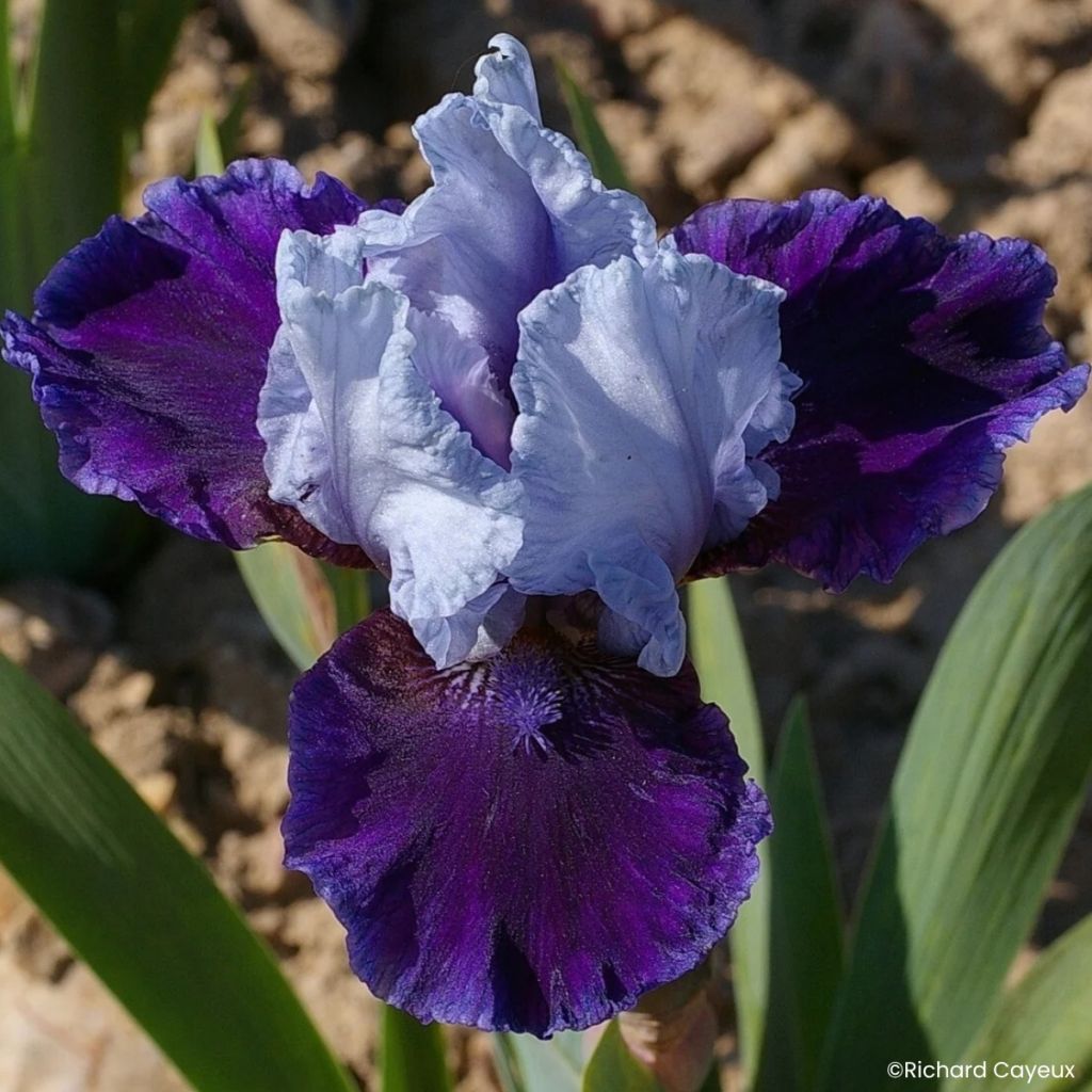 Iris germanica Mariposa Wizard - Giaggiolo paonazzoire