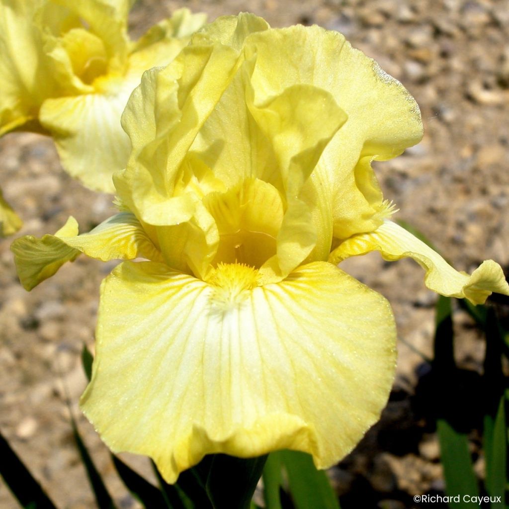 Iris barbata-Media Maui Moonlight - Giaggiolo