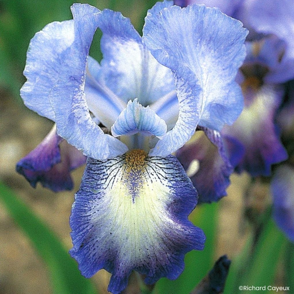 Iris germanica Mistigri - Giaggiolo paonazzo