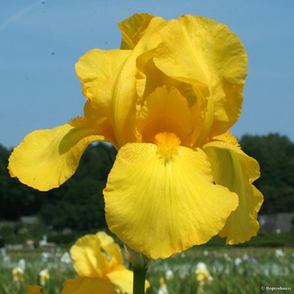 Iris germanica Ola Kala - Giaggiolo paonazzo