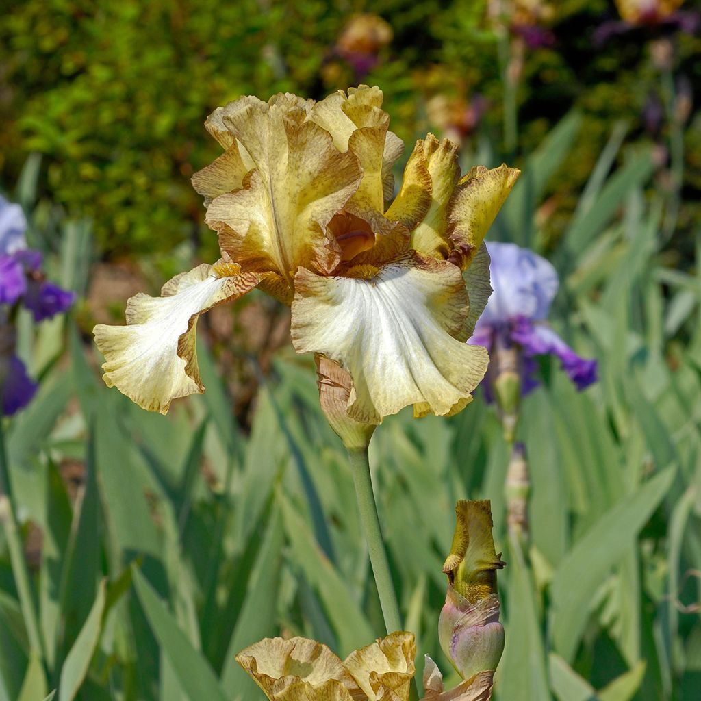 Iris germanica Patina - Giaggiolo paonazzo