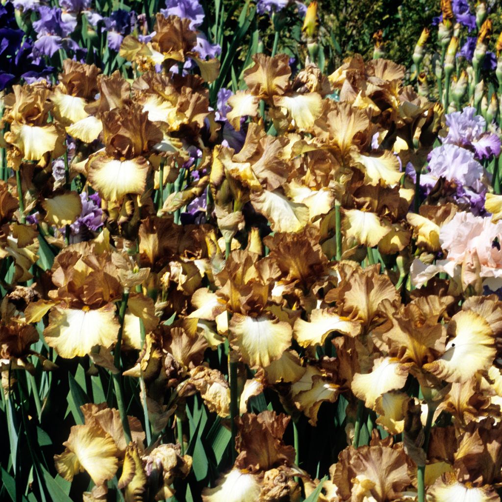 Iris germanica Patina - Giaggiolo paonazzo
