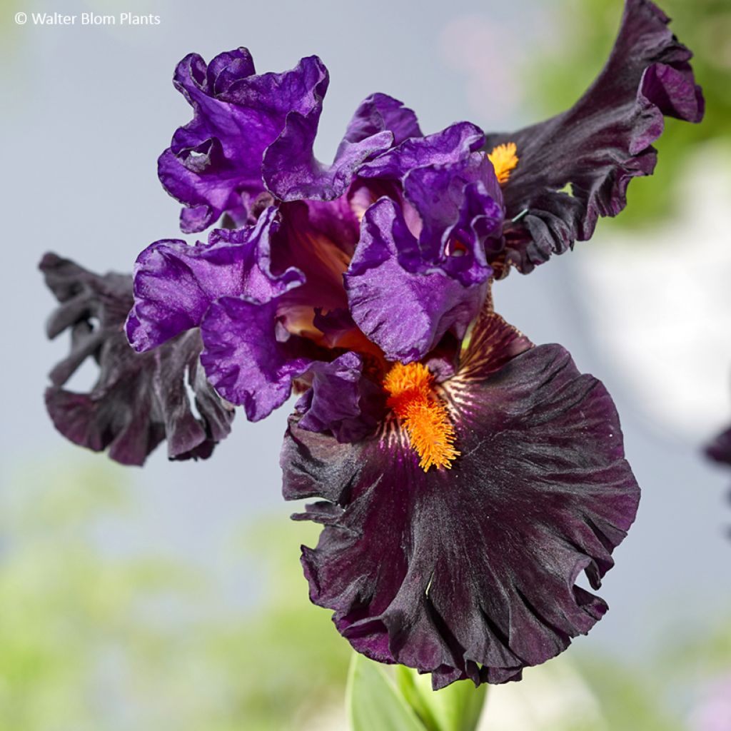 Iris germanica Sharp Dressed Man - Giaggiolo paonazzo