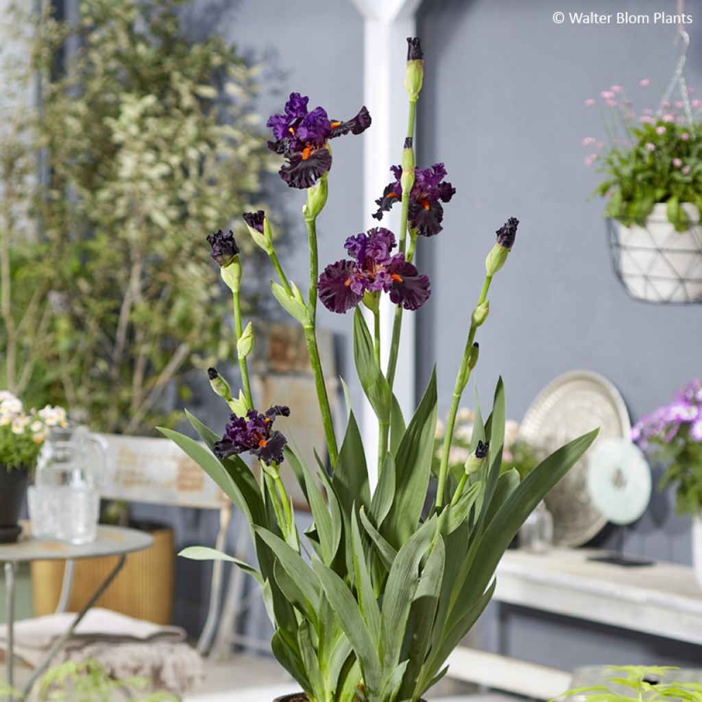 Iris germanica Sharp Dressed Man - Giaggiolo paonazzo