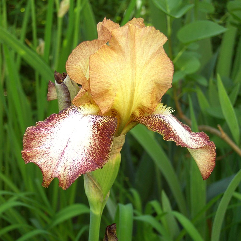 Iris germanica Siva Siva - Giaggiolo paonazzo