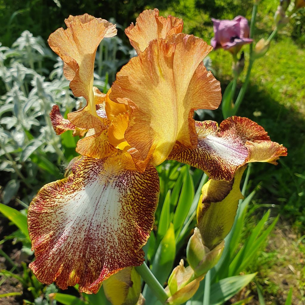 Iris germanica Siva Siva - Giaggiolo paonazzo