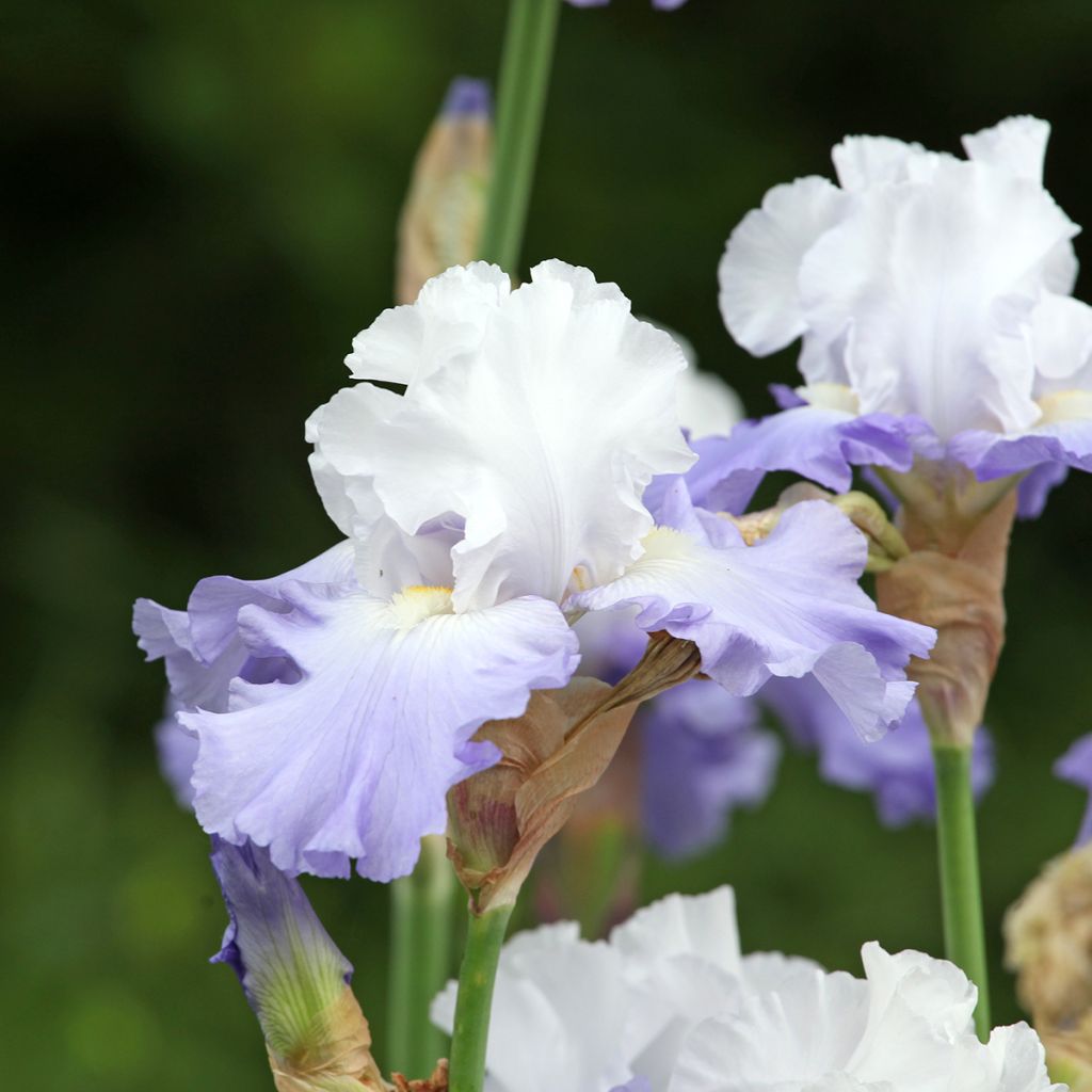 Iris germanica Skylark's Song - Giaggiolo paonazzo