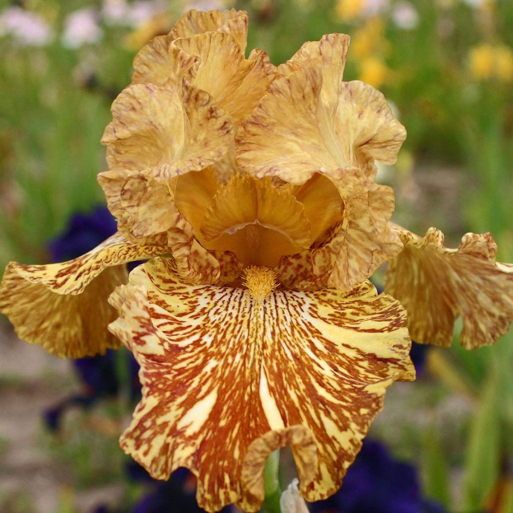 Iris germanica Tiger Honey - Giaggiolo paonazzo