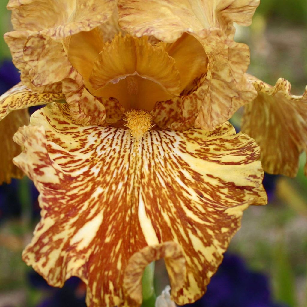Iris germanica Tiger Honey - Giaggiolo paonazzo