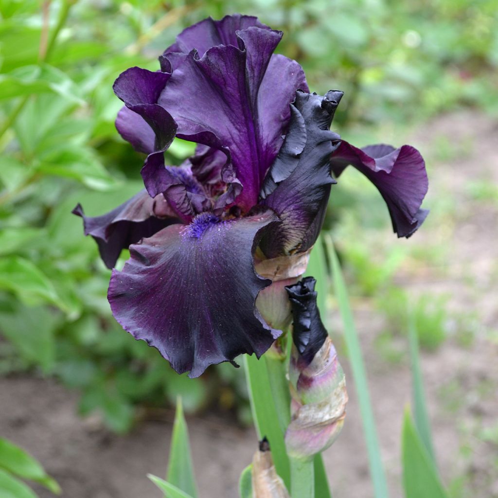 Iris germanica Tuxedo - Giaggiolo paonazzo