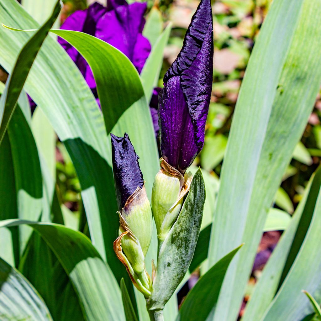 Iris germanica Tuxedo - Giaggiolo paonazzo