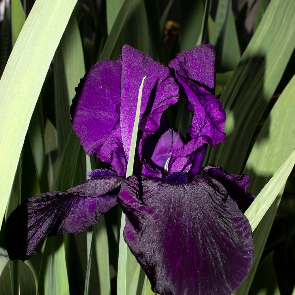 Iris germanica Tuxedo - Giaggiolo paonazzo