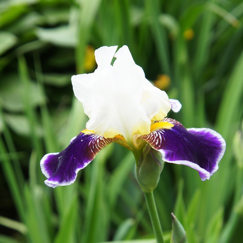 Iris germanica Wabash - Giaggiolo paonazzo