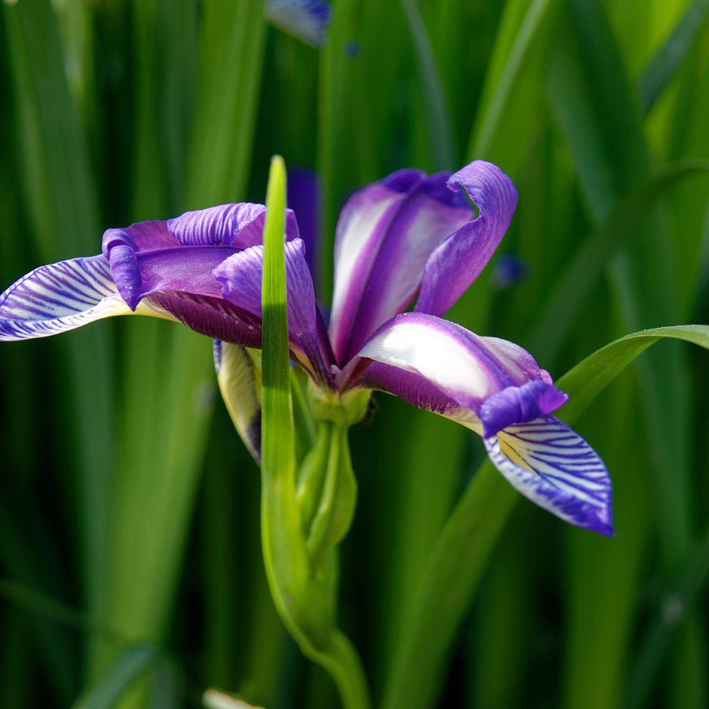 Iris graminea - Giaggiolo susinario