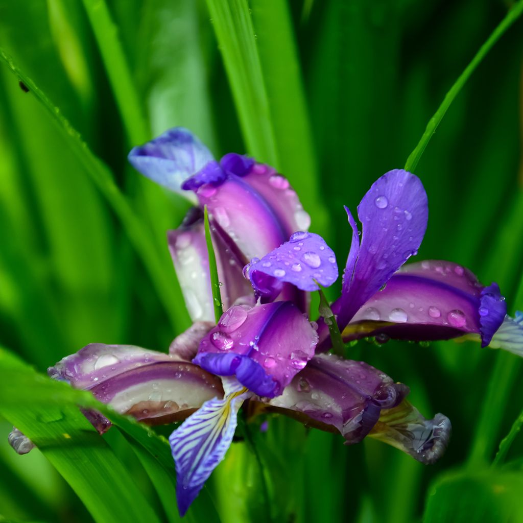Iris graminea - Giaggiolo susinario