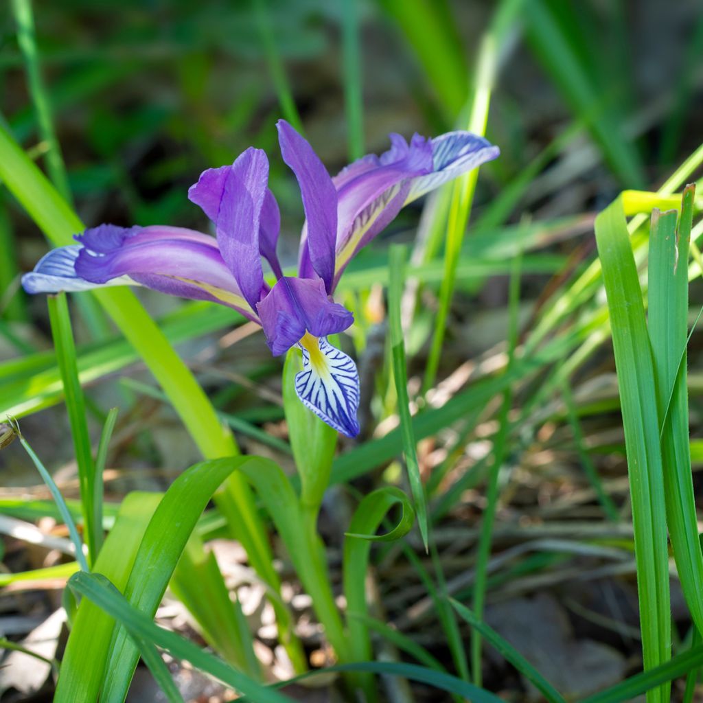 Iris graminea - Giaggiolo susinario