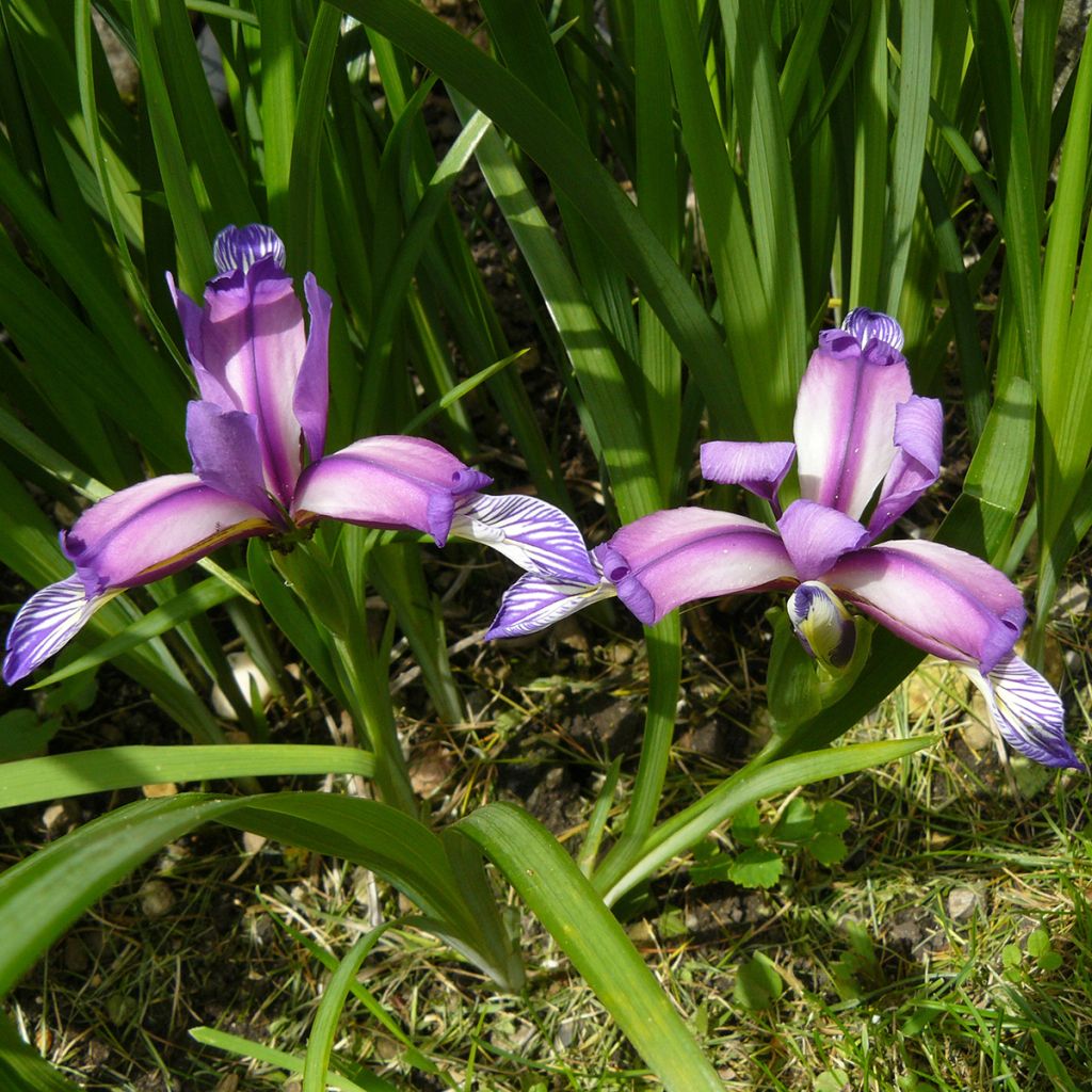 Iris graminea - Giaggiolo susinario