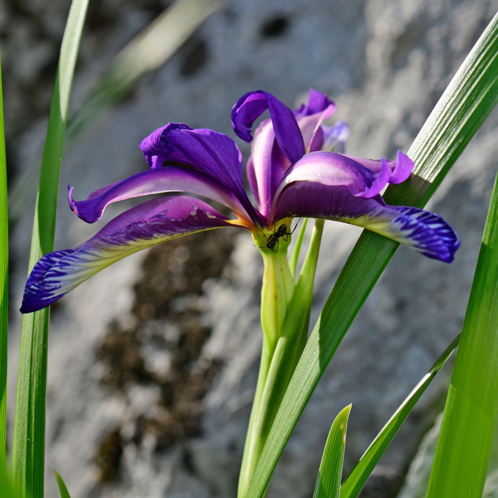 Iris graminea - Giaggiolo susinario