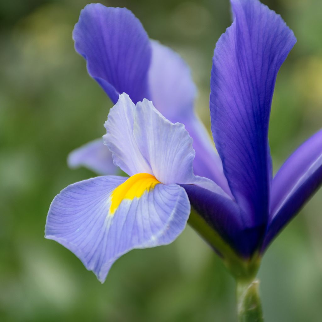 Iris hollandica HC van Vliet - Iris olandesi