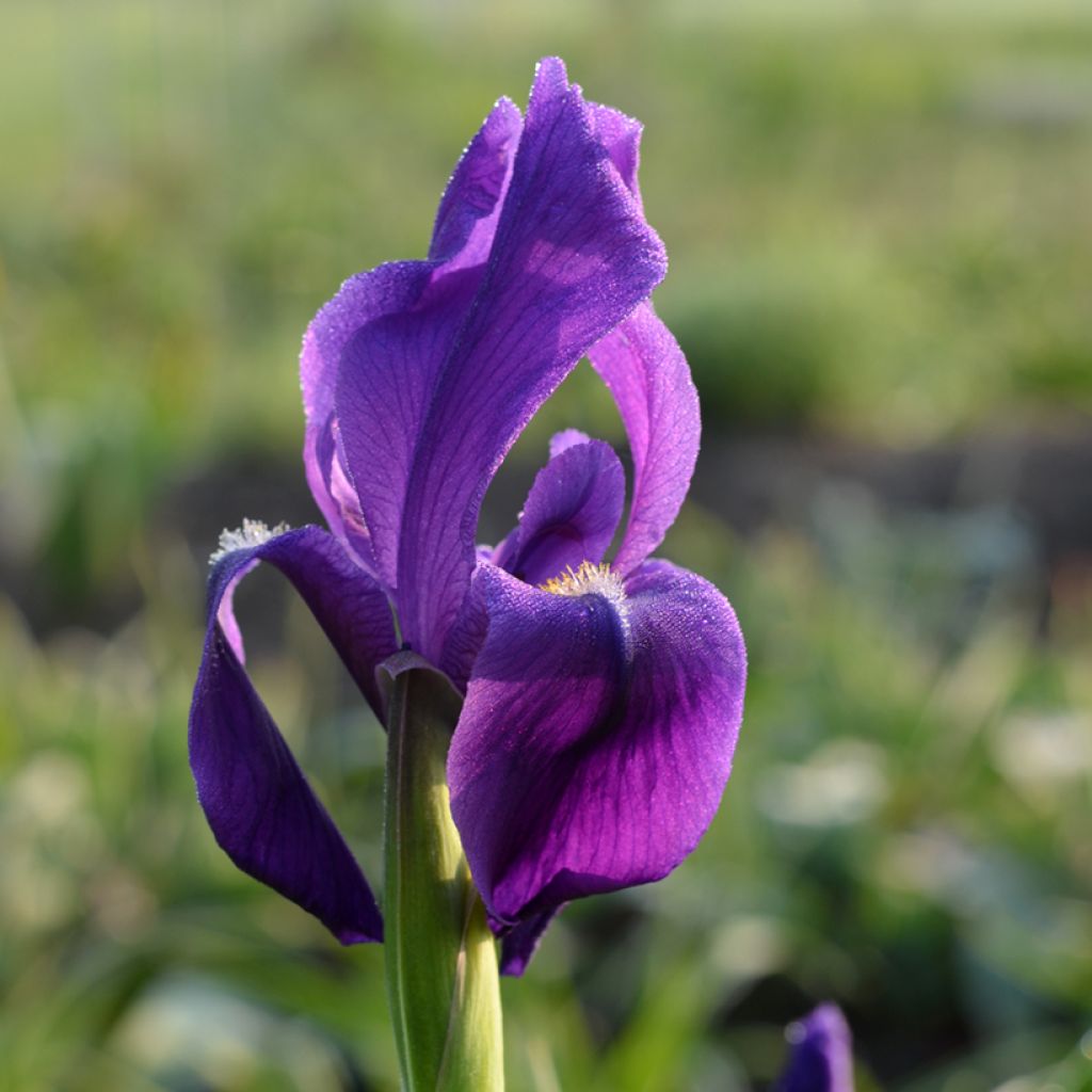 Iris hoogiana - Giaggiolo