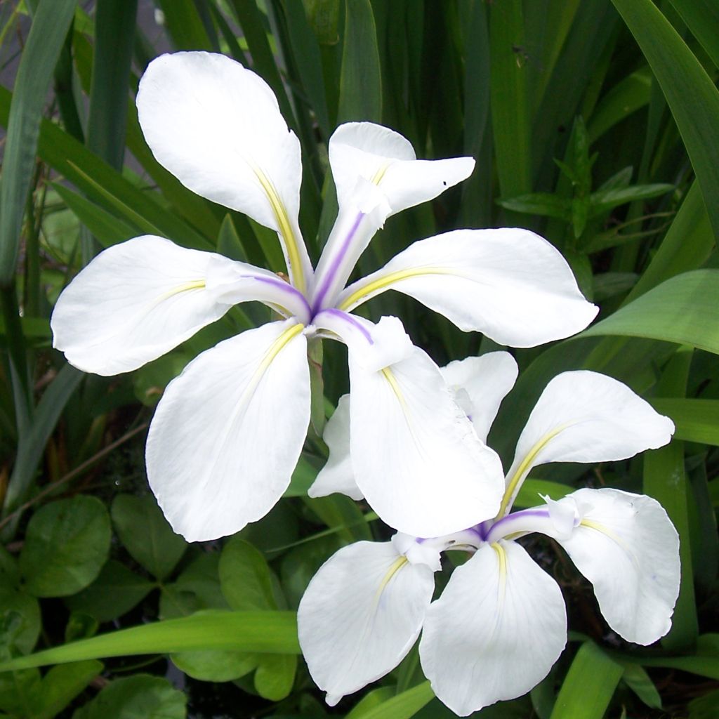 Iris laevigata Snowdrift - Iris giapponese
