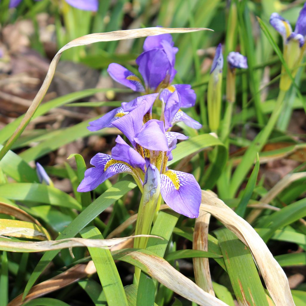 Iris lazica - Giaggiolo