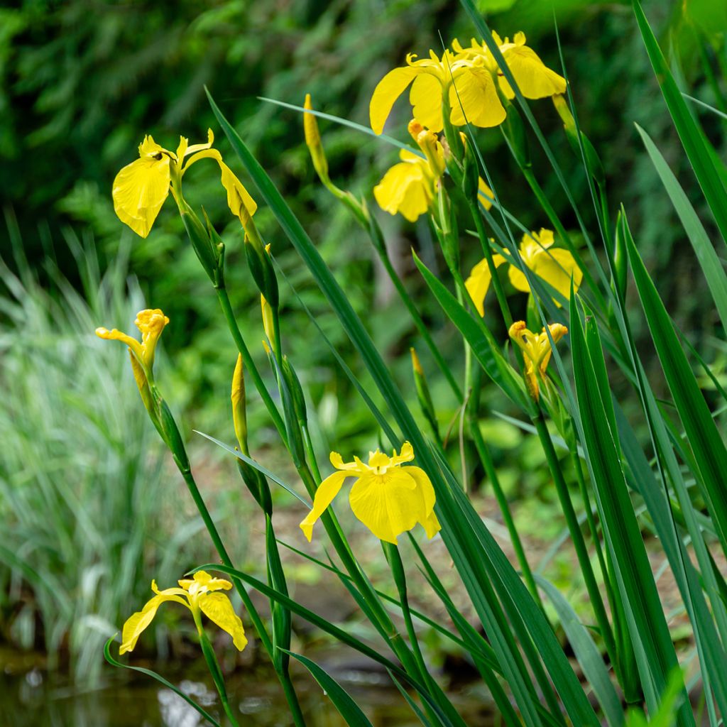 Giaggiolo acquatico - Iris pseudacorus