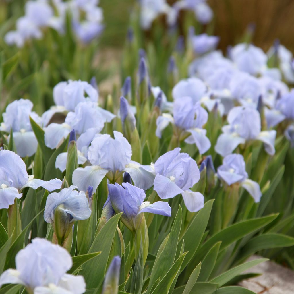 Iris pumila Azurea - Giaggiolo