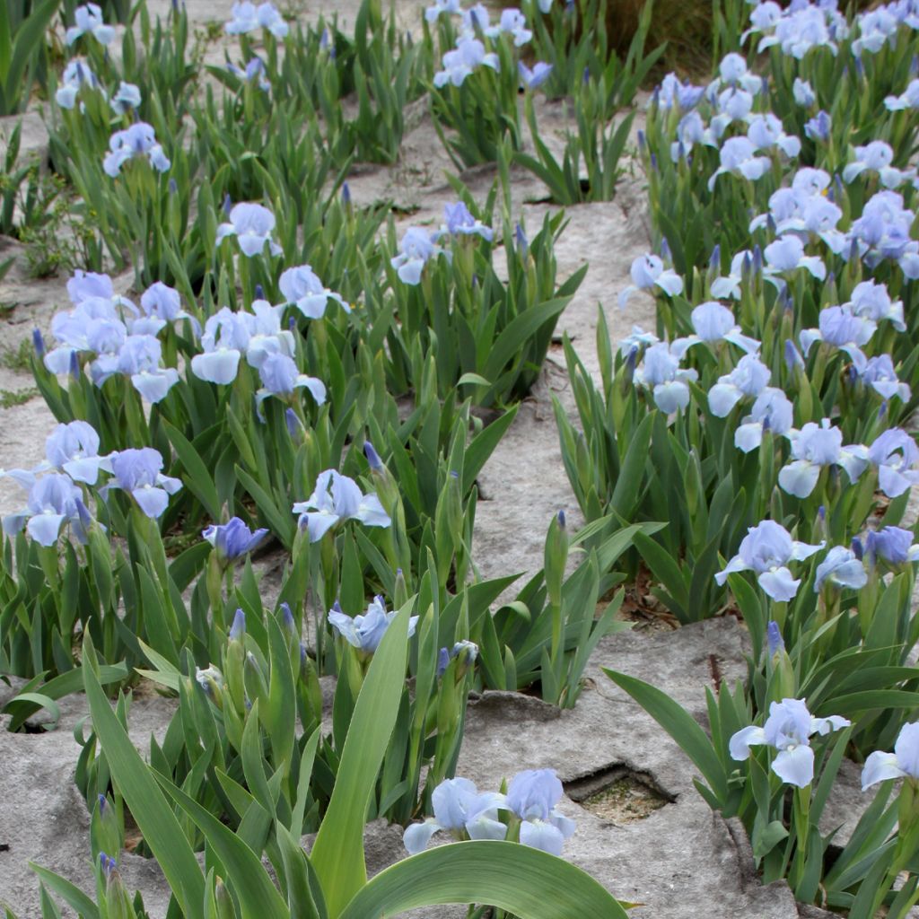Iris pumila Azurea - Giaggiolo