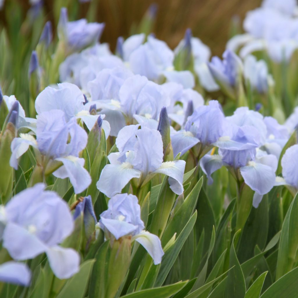 Iris pumila Azurea - Giaggiolo