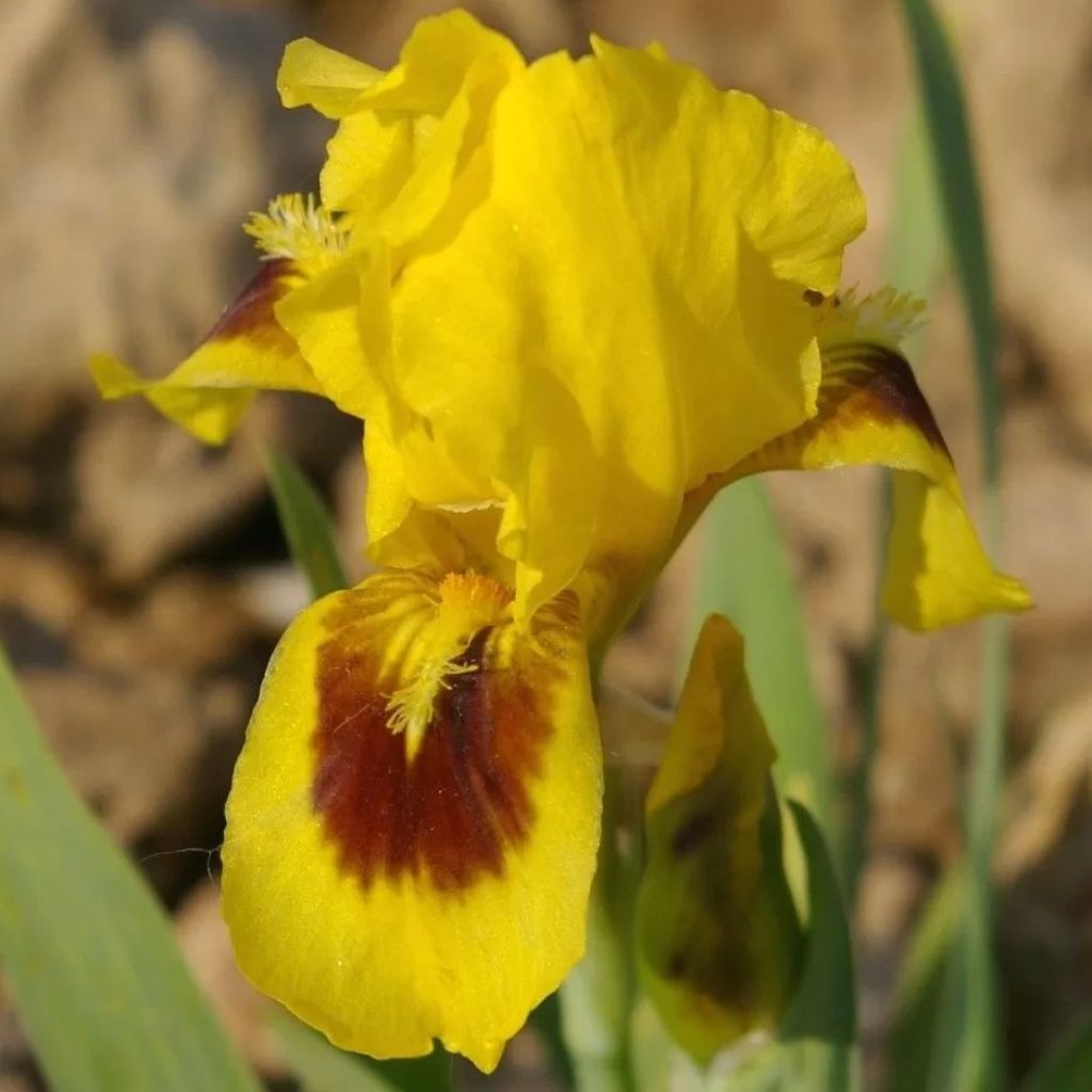 Iris pumila Curio - Giaggiolo