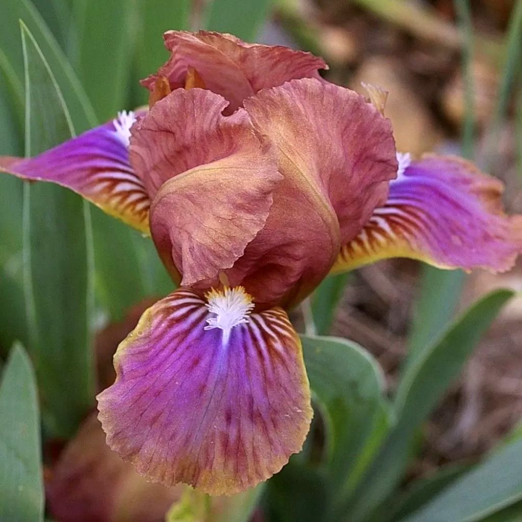 Iris pumila Wee Harry - Giaggiolo
