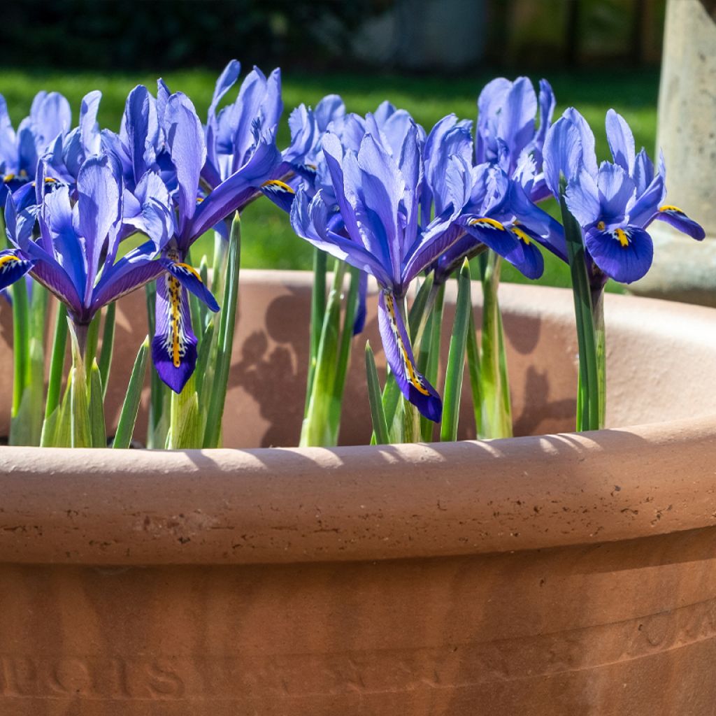 Iris reticulata Pixie - Giaggiolo