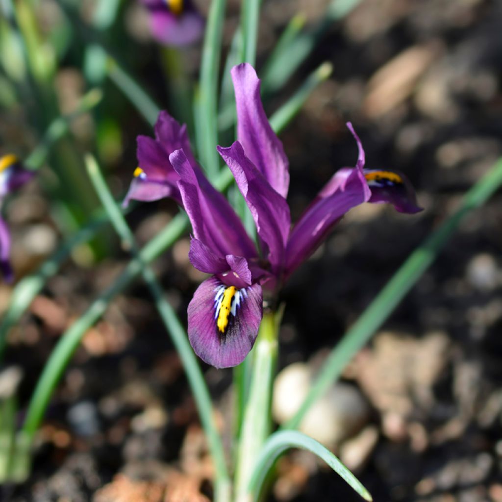 Iris reticulata Rejoice - Giaggiolo