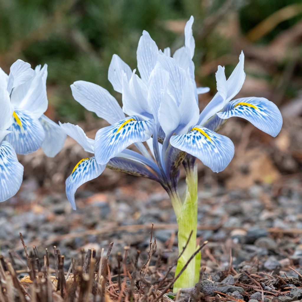 Iris reticulata Sheila Ann Germaney - Giaggiolo