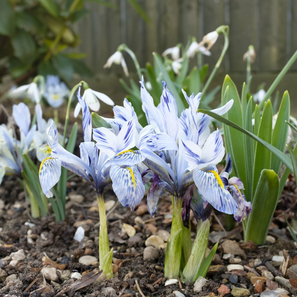 Iris reticulata Sheila Ann Germaney - Giaggiolo