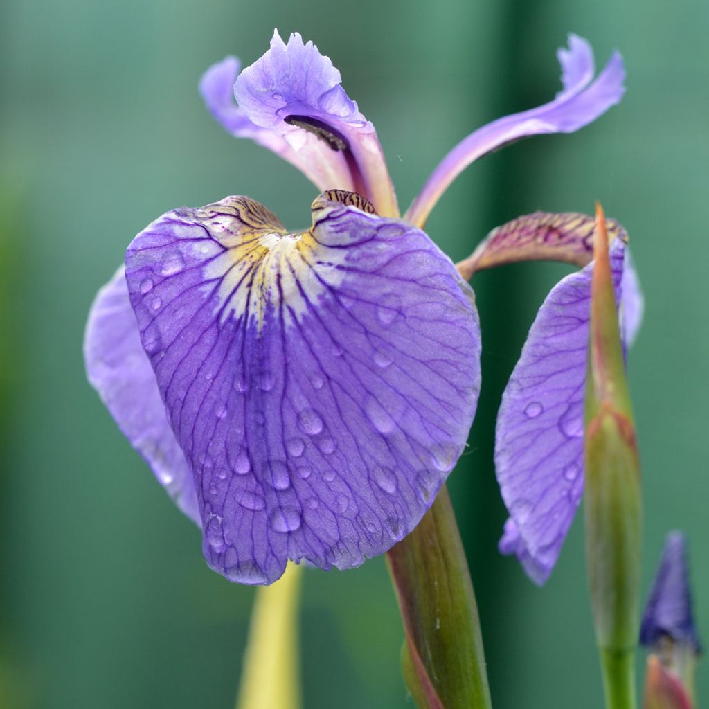 Iris setosa - Giaggiolo