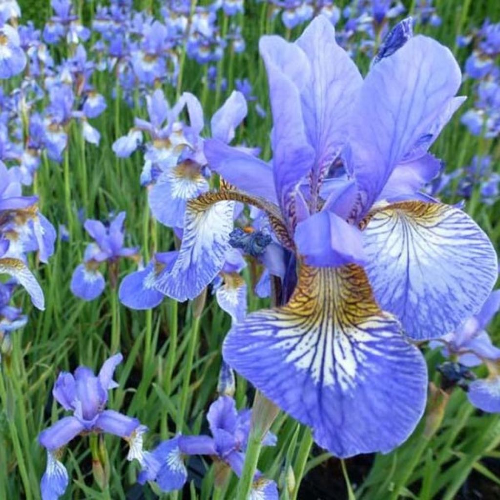 Iris sibirica Persimmon - Giaggiolo siberiano